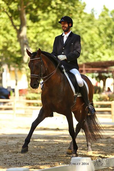 Caballo Pura Raza Española - Pura Raza Española