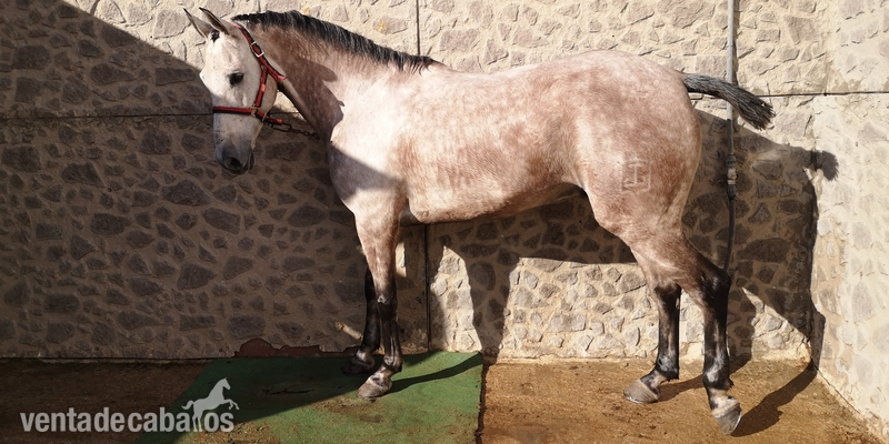 Jaca tordo vinoso, 6 años, 3 sandres, 1.65 cruz.  in 