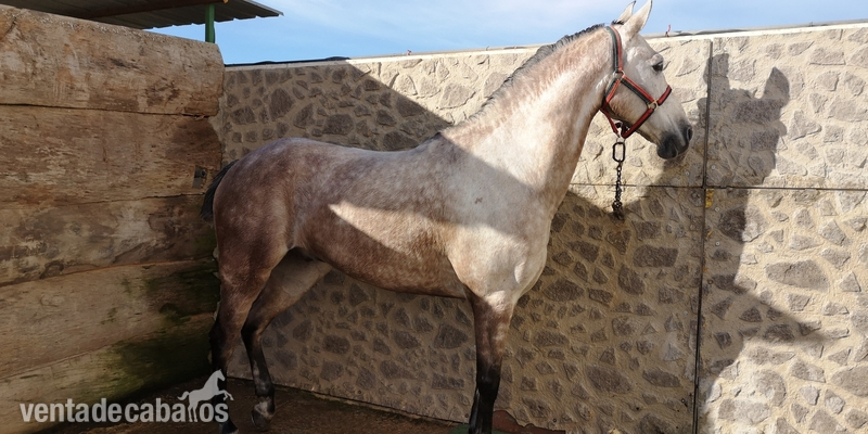Anglo Hispano Arabe {TYPE}