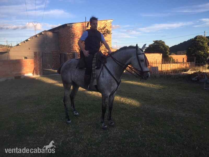 Caballos Capados Anglo Hispano Arabe - Jaca tordo vinoso, 6 años, 3 sandres, 1.65 cruz. 
