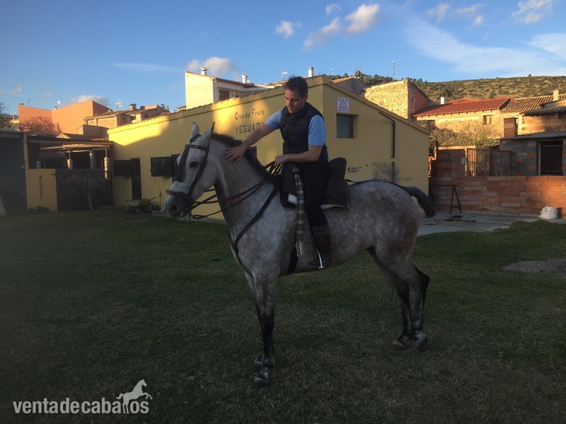 Jaca tordo vinoso, 6 años, 3 sandres, 1.65 cruz.  - Caballos Capados Anglo Hispano Arabe