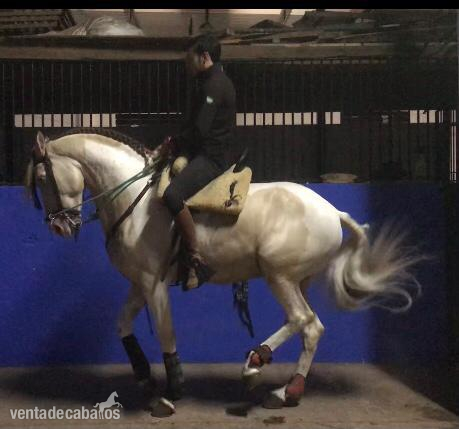 Caballo semental pinto in 