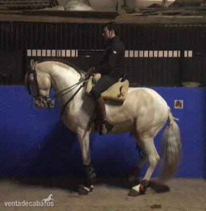 Caballos Enteros Hispano-àrabeEsre - Caballo semental pinto