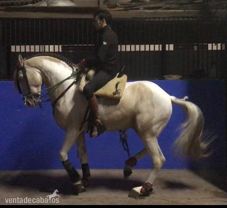 Caballo semental pinto - Caballos Enteros Hispano-àrabeEsre