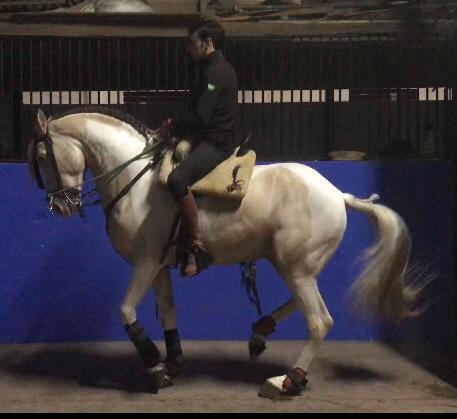 Caballo semental pinto - Caballos Enteros Hispano-àrabeEsre
