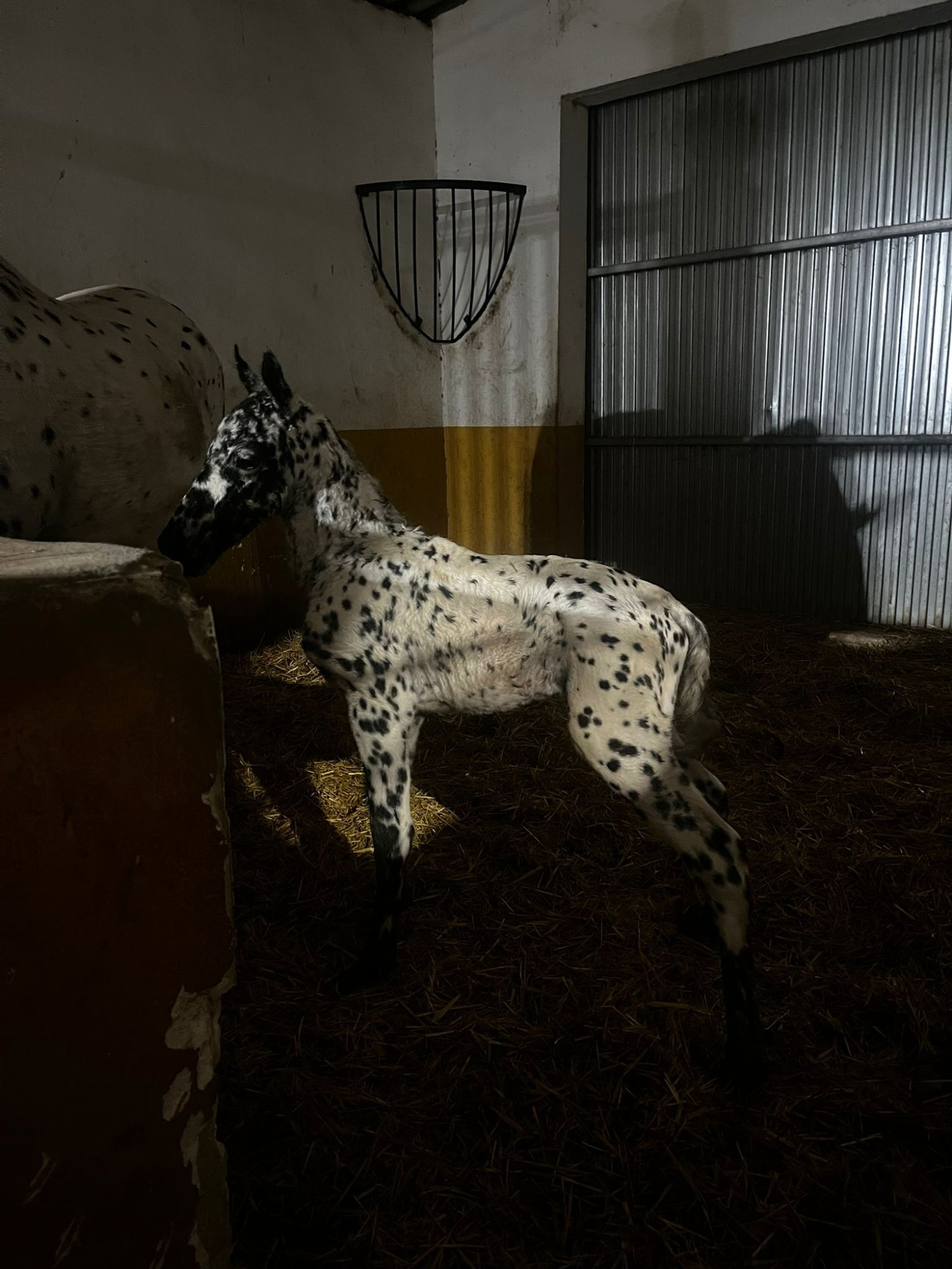 SEMENTAL APPALOOSA CENTRO EUROPEO 175 DE ALZADA