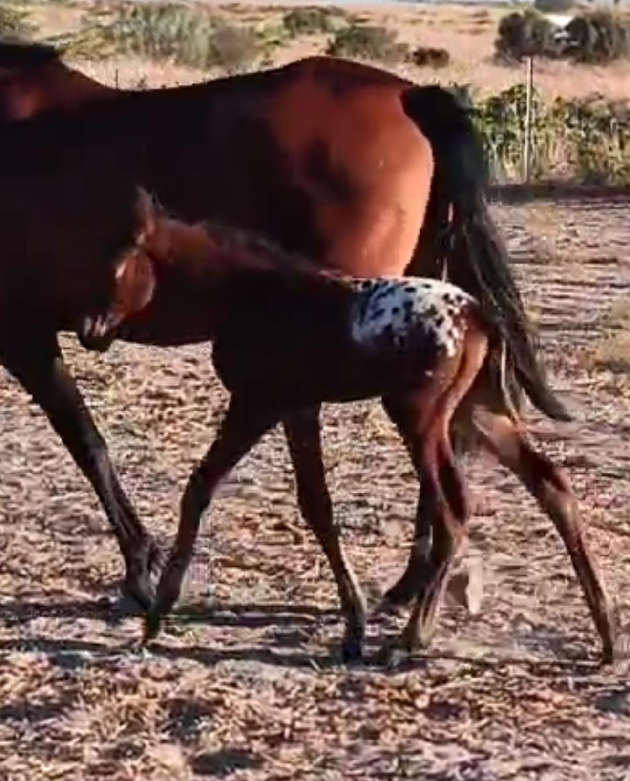  SEMENTAL APPALOOSA CENTRO EUROPEO 175 DE ALZADA