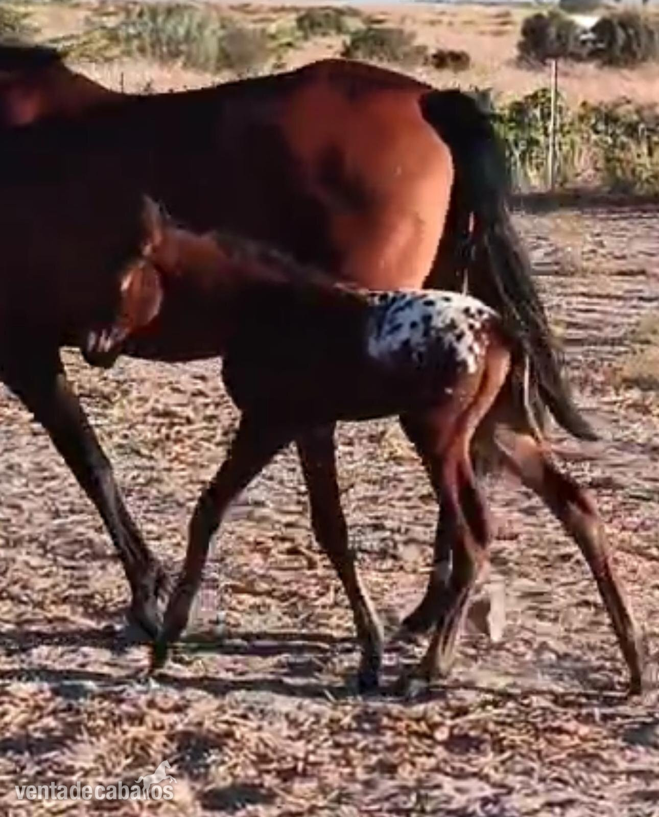 SEMENTAL APPALOOSA CENTRO EUROPEO 175 DE ALZADA
