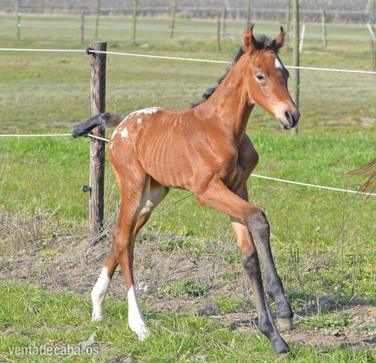 SEMENTAL APPALOOSA CENTRO EUROPEO 175 DE ALZADA - Caballos Enteros