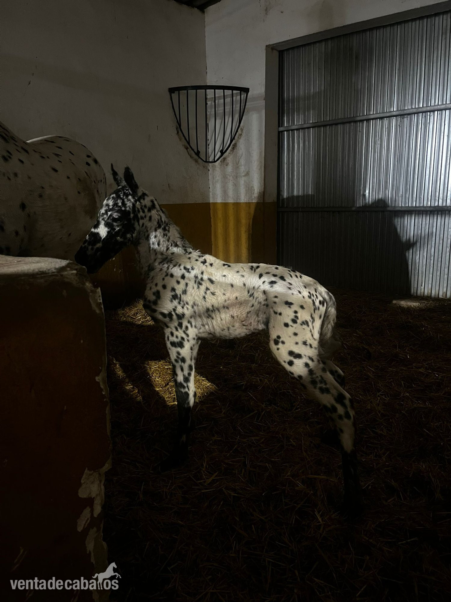 SEMENTAL APPALOOSA CENTRO EUROPEO 175 DE ALZADA