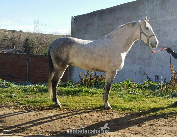 caballo tordo español  in 