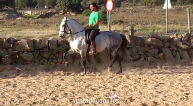 Caballos Pura Raza Española (P.R.E.) Pura Raza Española - caballo tordo español 