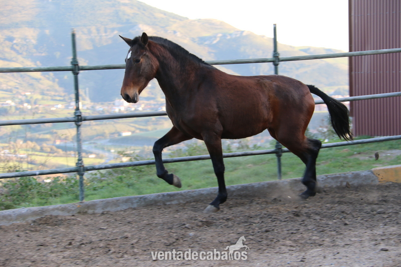 Caballos Pura Raza Española (P.R.E.) Pura Raza Española - potra pre castaña