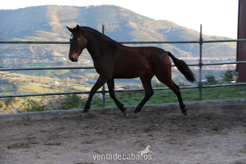 potra pre castaña - Caballos Pura Raza Española (P.R.E.) Pura Raza Española