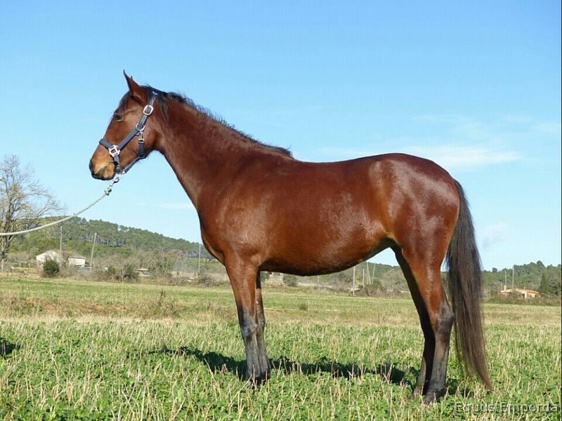  Variedad de caballos a la venta