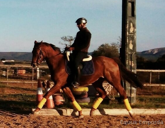 Caballos Capados Cruzado - Variedad de caballos a la venta
