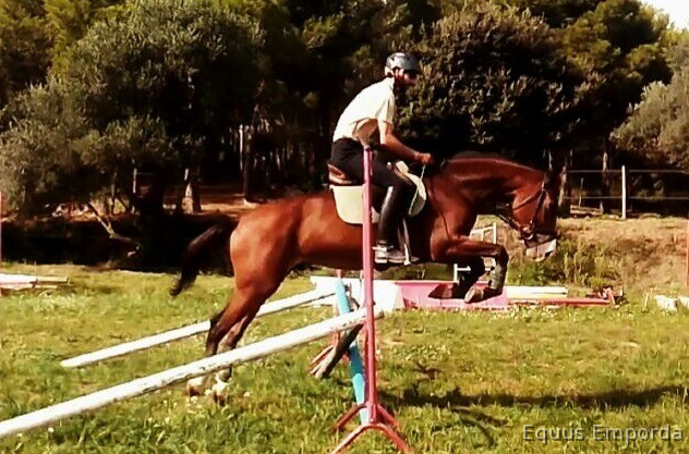 Variedad de caballos a la venta - Cruzado