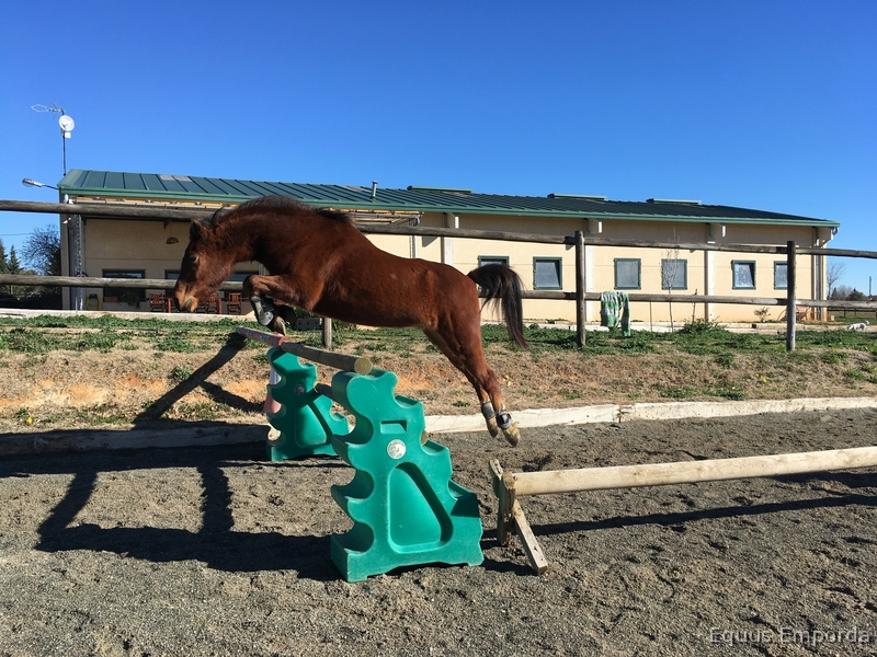Variedad de caballos a la venta - Caballos Capados