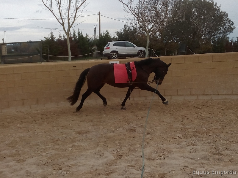 Variedad de caballos a la venta