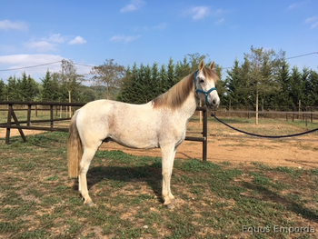 Variedad de caballos a la venta
