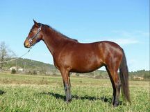 Variedad de caballos a la venta