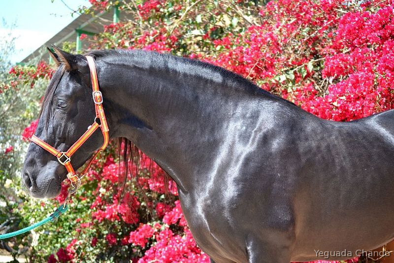 Espectacular Semental negro Pura Raza Español  (P.R.E)   /  BELICO X    in 