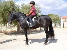 Espectacular Semental negro Pura Raza Español (P.R.E) / BELICO X