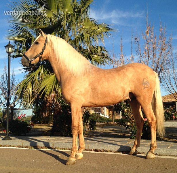 Caballo perla español in 