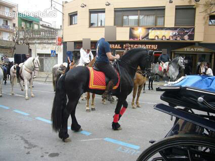 Frison Pura Raza - Caballos Capados in 