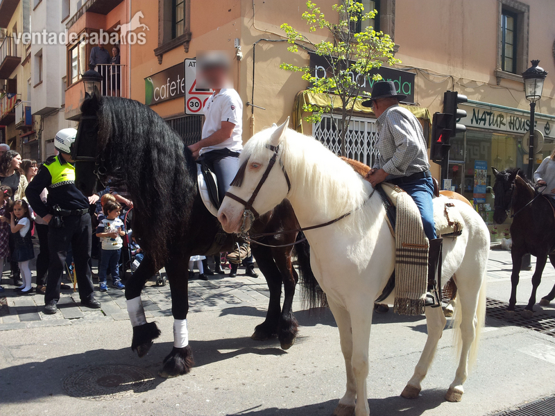 Frison Pura Raza - Caballos Capados