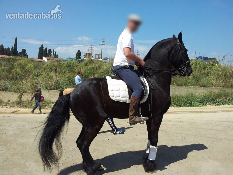 Frison Pura Raza