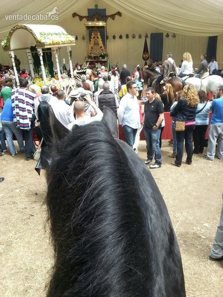  Frison Pura Raza