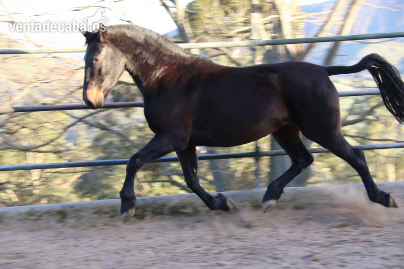 Caballos Pura Raza Española (P.R.E.) Pura Raza Española - yegua pre castaña