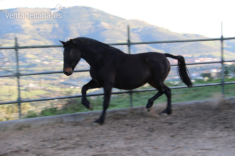yegua pre castaña - Caballos Pura Raza Española (P.R.E.) Pura Raza Española