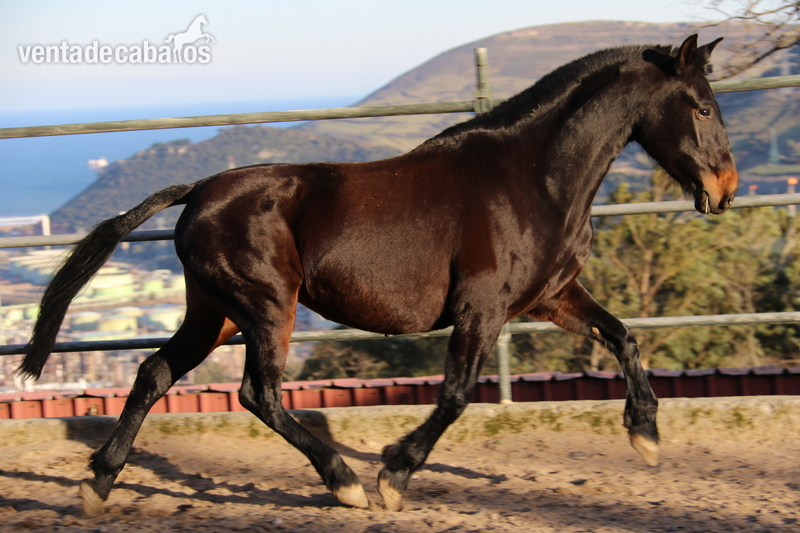 yegua pre castaña - Caballos Pura Raza Española (P.R.E.)