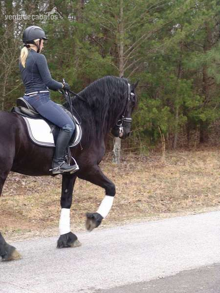 Se Vendo caballo PRE in 