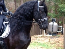 Se Vendo caballo PRE