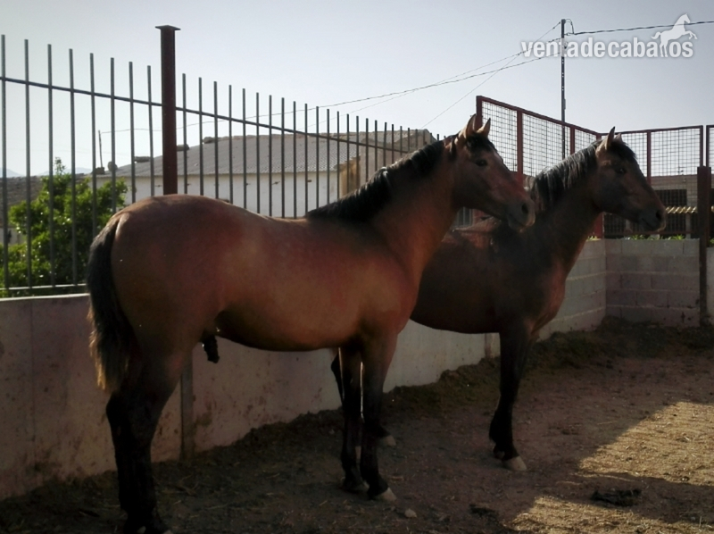 se venden potros PRE y Potra PRE - Potros Pura Raza Española