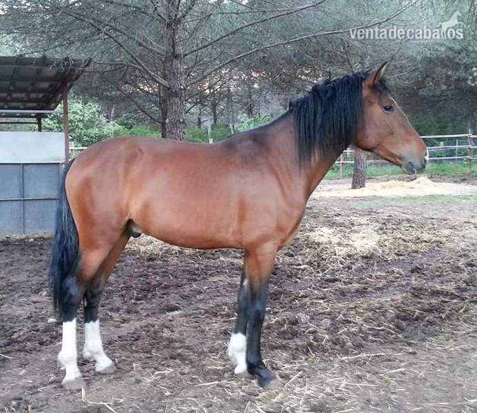 Vendo caballo P.R.E in 