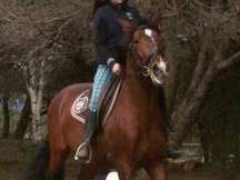 Vendo caballo P.R.E