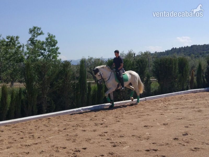Caballo de nombre ASTURIANO SALVATELLA  in 