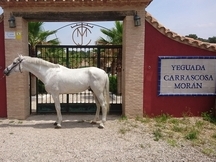 Caballo de nombre ASTURIANO SALVATELLA