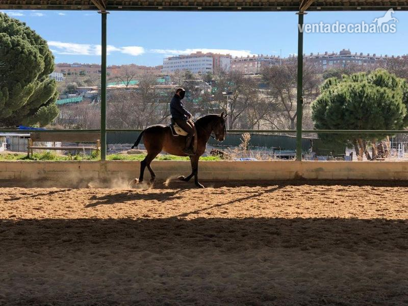 Vendo caballo puesto a la vaquera in 