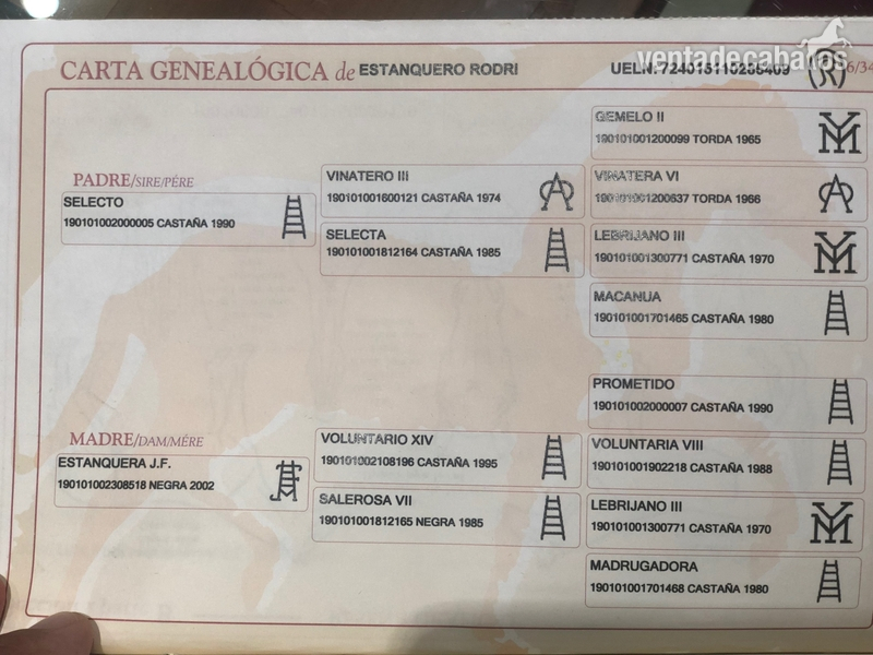 Caballos Pura Raza Española (P.R.E.) PRE - Vendo caballo puesto a la vaquera