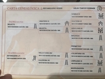 Vendo caballo puesto a la vaquera