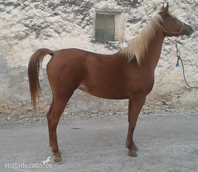 Arabe