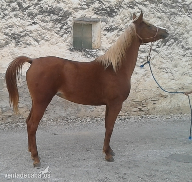 Arabe {TYPE}