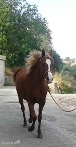 VENDO YEGUA PRA - Yeguas Arabe