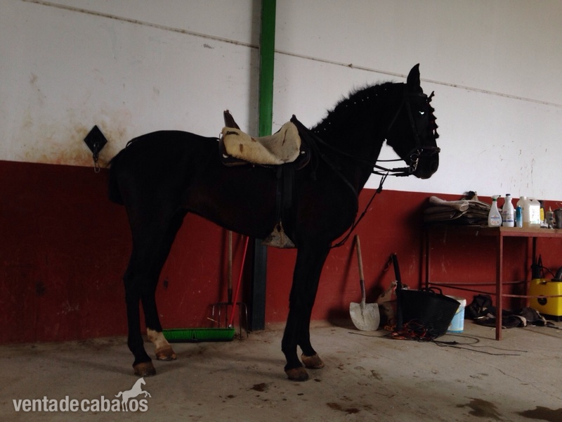 Hispano-Arabe