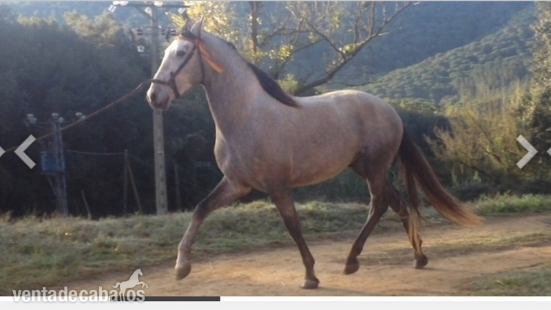vendo caballo P.R.E in 